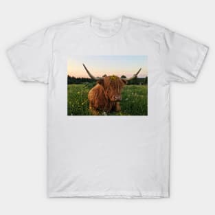 Scottish Highland Cattle Cow 2425 T-Shirt